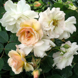 ������ ������ ���� ��������� ������� ��������   ����