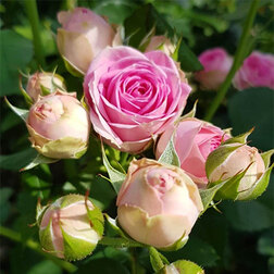 ������ ������ ���� ����� (�����������) ���� ����   ����