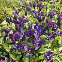 ������ ������ �������� ������������ ��� ����   ����