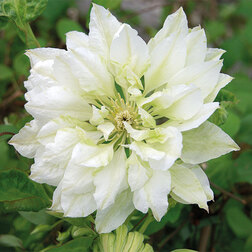 ������ ������ �������� ��������������� ��������   ����