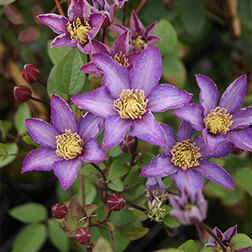 ������ ������ �������� ��������������� ���������   ����