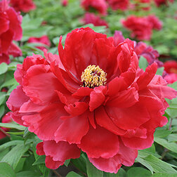 ������ ������ ���� ����������� ��������� ������������   ����