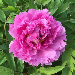 ������ ������ ���� ����������� ��������� � ������   ����