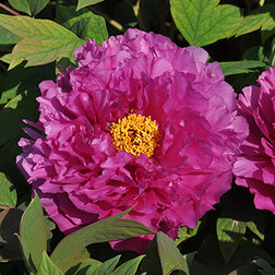 ������ ������ ���� ����������� ������� ����������� ������   ����