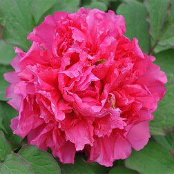 ������ ������ ���� ����������� ������� ����   ����