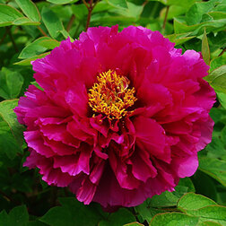 ������ ������ ���� ����������� ������� ��� ��   ����