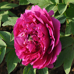 ������ ������ ���� ����������� �������� �����   ����