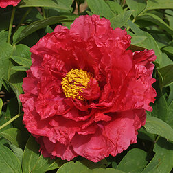 ������ ������ ���� ����������� ��� ��� ���   ����