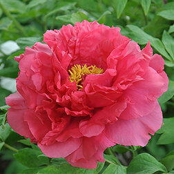 ������ ������ ���� ����������� ������� ���   ����