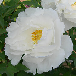 ������ ������ ���� ����������� ���� ����   ����