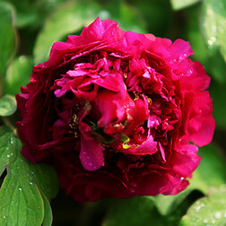 ������ ������ ���� ����������� ���� �����   ����