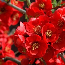 ������ ������ ���� ������������ (���������) ����� �� ��   ����