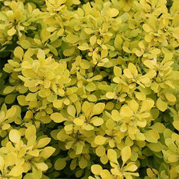 ������ ������ �������� �������� ��������� (������������)   ����