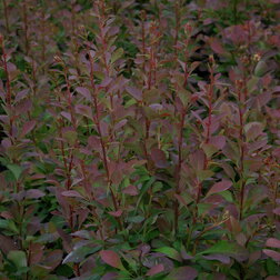 ������ ������ �������� �������� ��� �����   ����