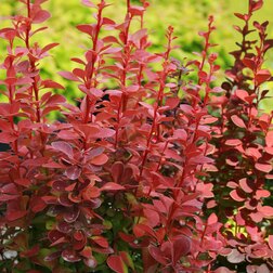 ������ ������ �������� �������� �����   ����