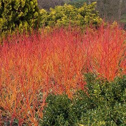 ������ ������ ����� ������� ���� ������ ������   ����