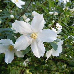 ������ ������ ������ ������� (��������) �����������   ����