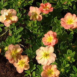 ������ ������ �������� ������������� ����� ����   ����