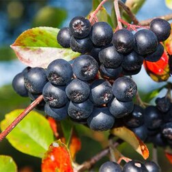 ������ ������ ������ ������������ ����   ����