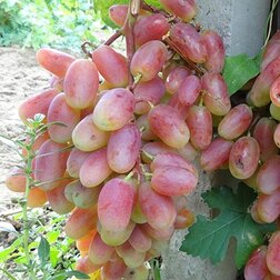 ������ ������ �������� �������� ������   ����