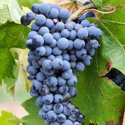 ������ ������ �������� �������� �-34   ����