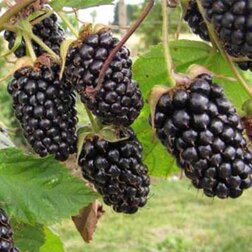 ������ ������ ������� �������� ���� (���������)   ����