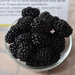 ������ ������ ������� ������ (���������)   ����