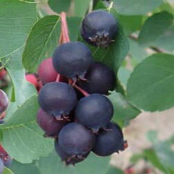 ������ ������ ���� ������������ ��������   ����