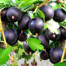 ������ ������ ��������� ��������   ����