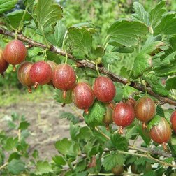 ������ ������ ��������� ���������   ����