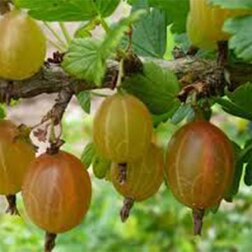 ������ ������ ��������� ����� ��������   ����