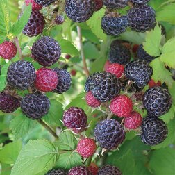 ������ ������ ������ ���������� (������������ ����)   ����