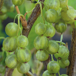 ������ ������ ������� ������ ��������� ���������� ��������   ����