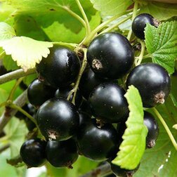 ������ ������ ��������� ������ �������   ����