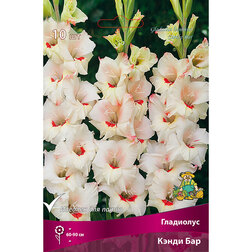 ������ ������ ��������� ����� ��� (10��)   ����