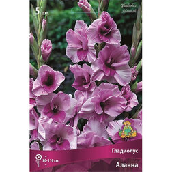 ������ ������ ��������� ������ (5 ��.)   ����