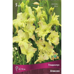 ������ ������ ��������� ������ (5 ��.)   ����