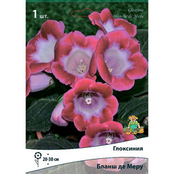 ������ ������ ��������� ����� �� ���� (1 ��.)   ����