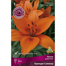 ������ ������ ����� ��������� ������ ������ (1 ��.)   ����