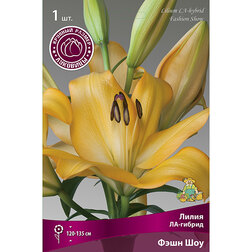 ������ ������ ����� ��-������ ���� ��� (1 ��.)   ����