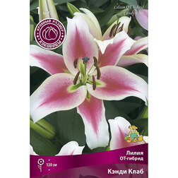 ������ ������ ����� ��-������ ����� ���� (1 ��.)   ����