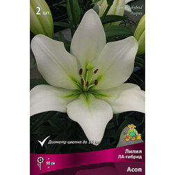 ������ ������ ����� ��-������ ���� (2 ��.)   ����