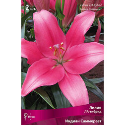 ������ ������ ����� ��-������ ������ ��������� 2 ��.   ����