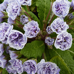 ������ ������ ������� ������*   ����