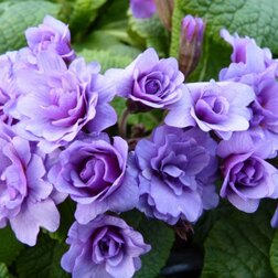 ������ ������ ������� ϸ�� �����*   ����