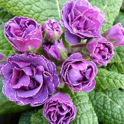 ������ ������ ������� ��� ���*   ����