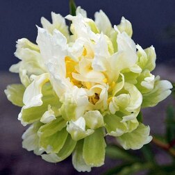 ������ ������ ���� ���������������� ���� ���� 2-3 �����   ����