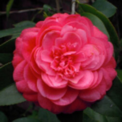 ������ ������ ������� �������� ���� ��������   ����