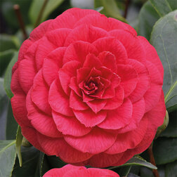 ������ ������ ������� �������� ��������� �������   ����