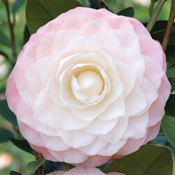 ������ ������ ������� �������� ������ ����   ����